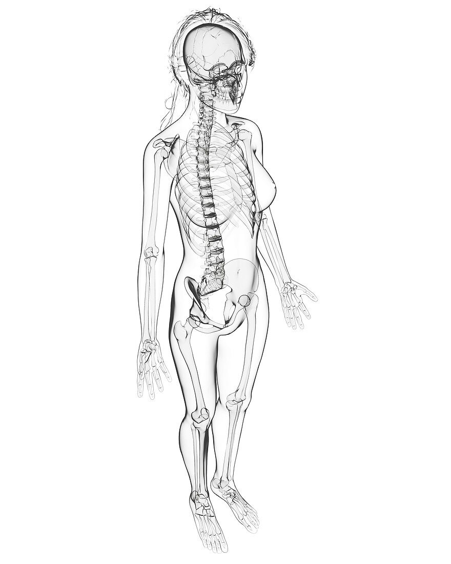 Female skeleton,artwork