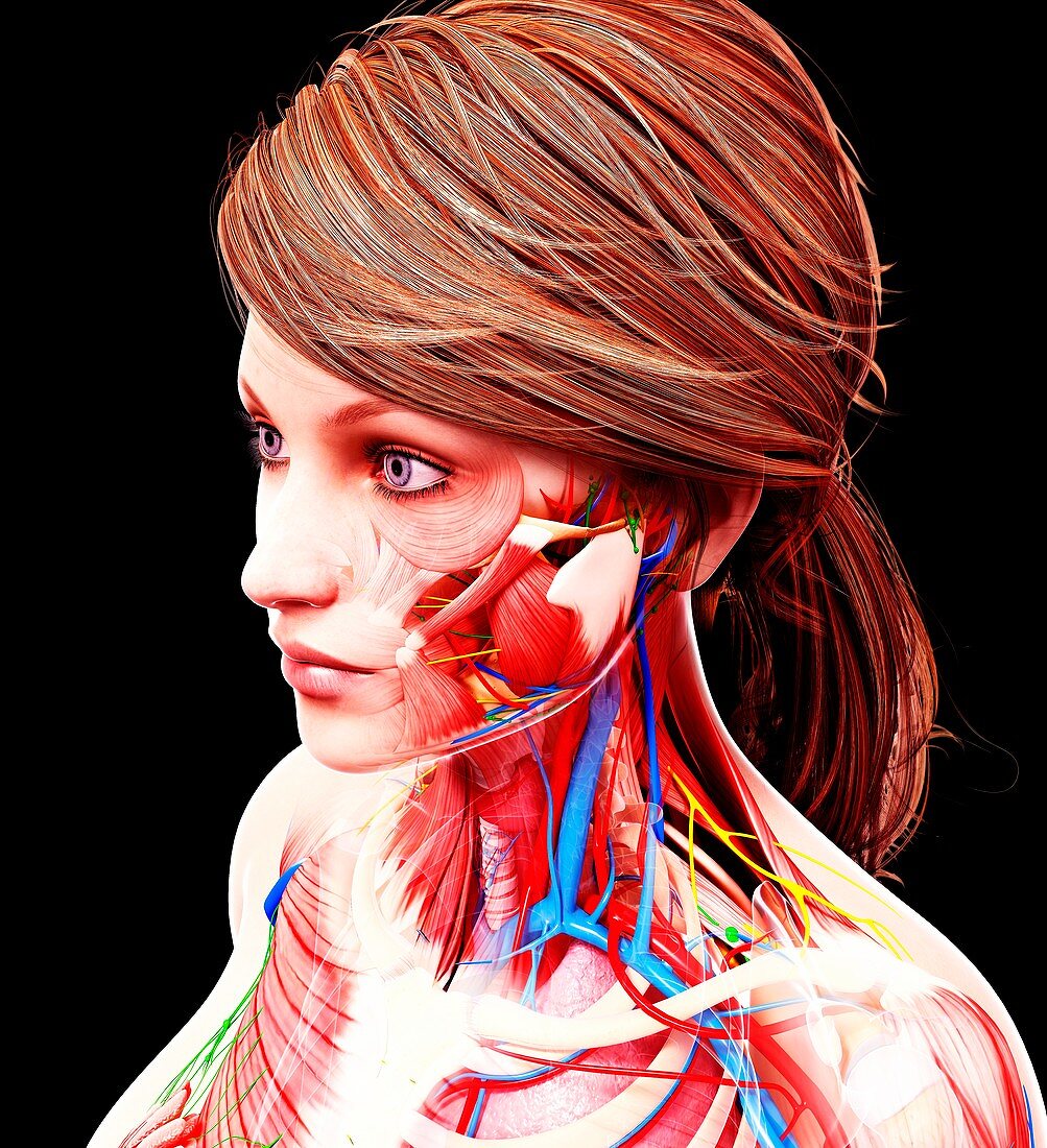 Female anatomy,artwork