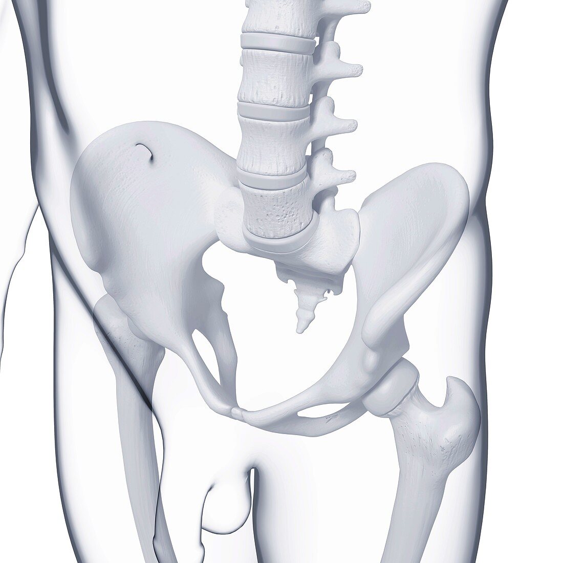 Male pelvic bones,artwork