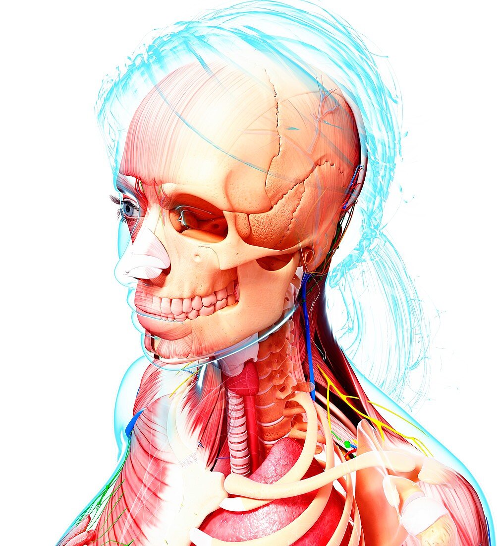 Female anatomy,artwork