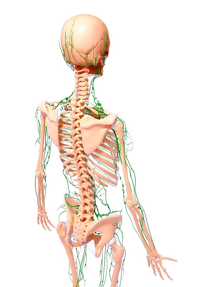 Human lymphatic system,artwork