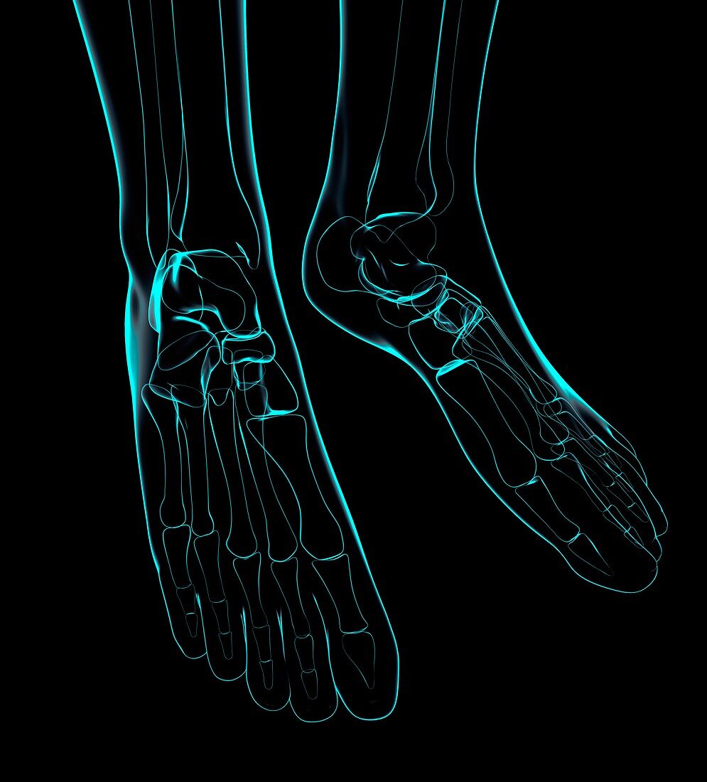 Human foot bones,artwork