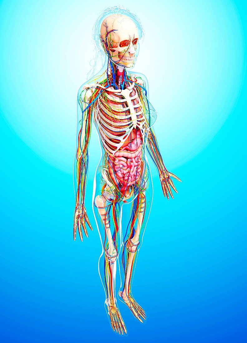 Female anatomy,artwork