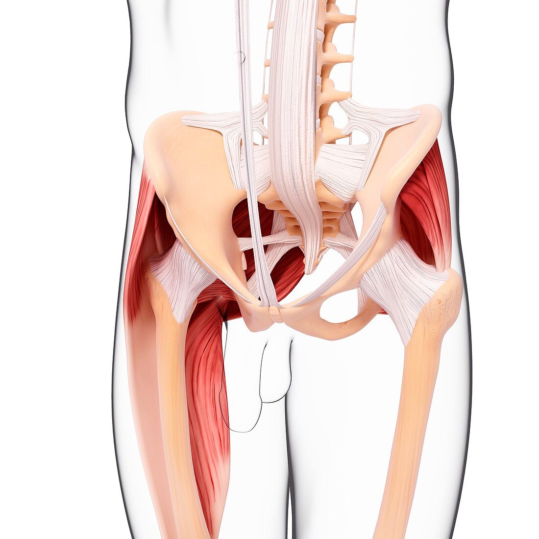 Human hip musculature,artwork