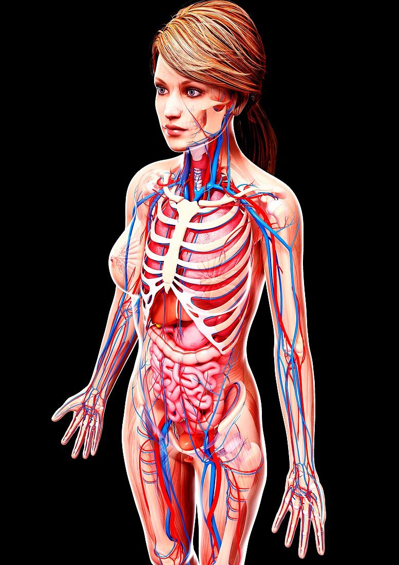 Female anatomy,artwork