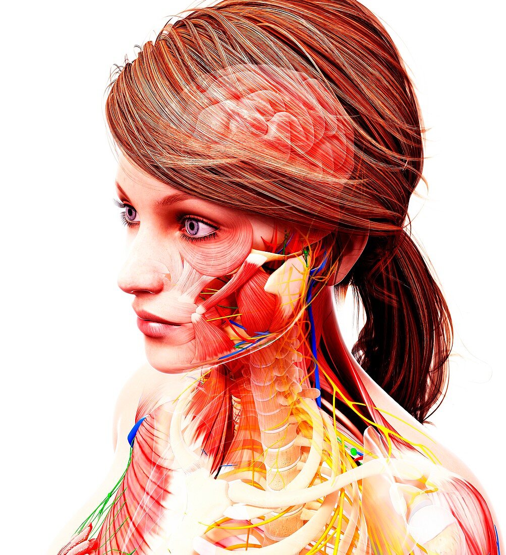 Female anatomy,artwork