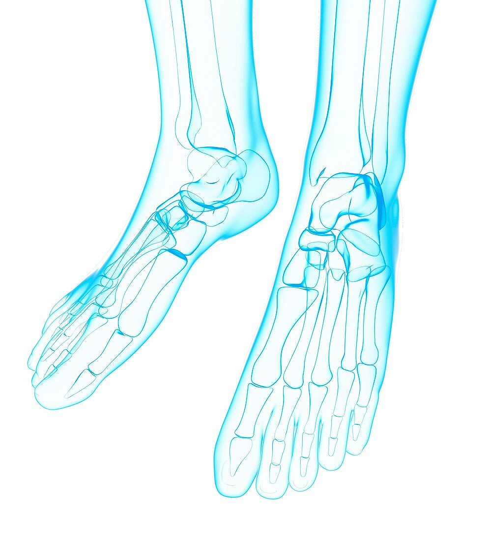 Human foot bones,artwork