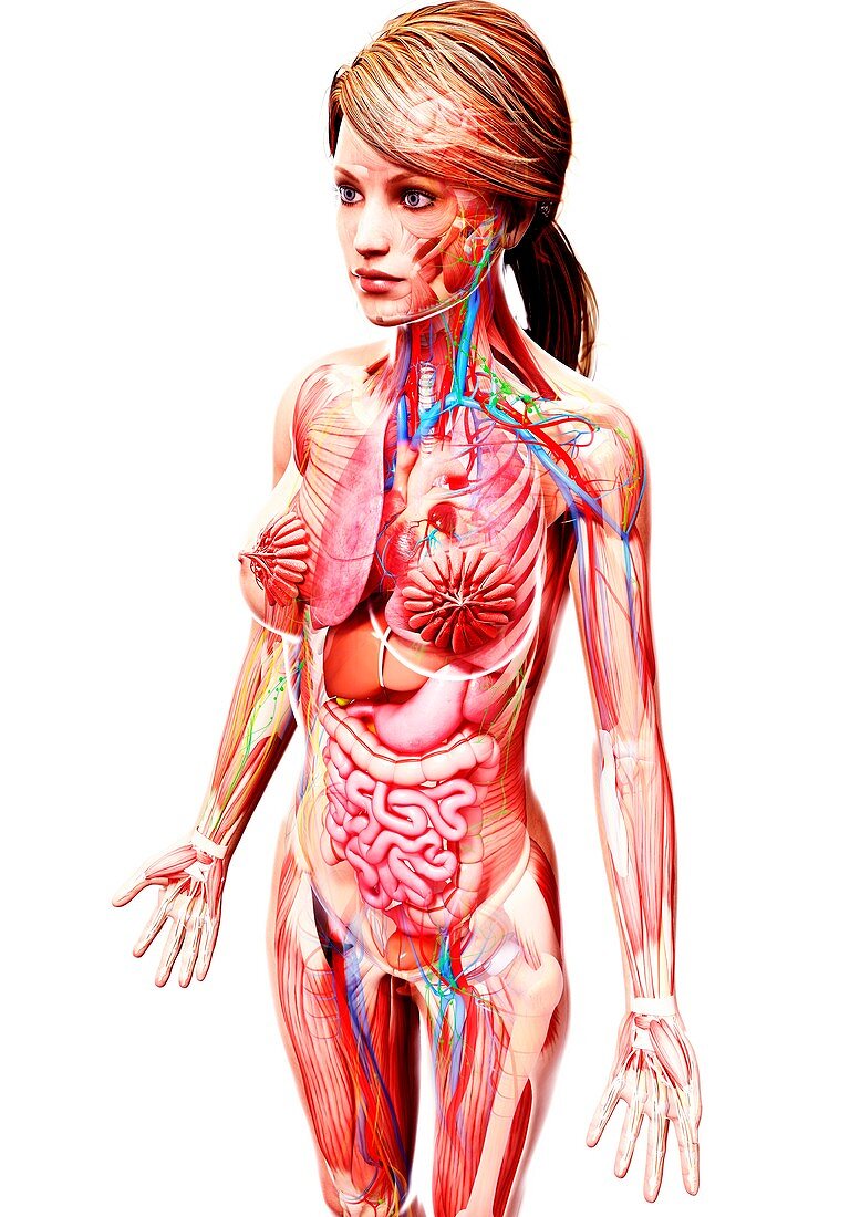 Female anatomy,artwork