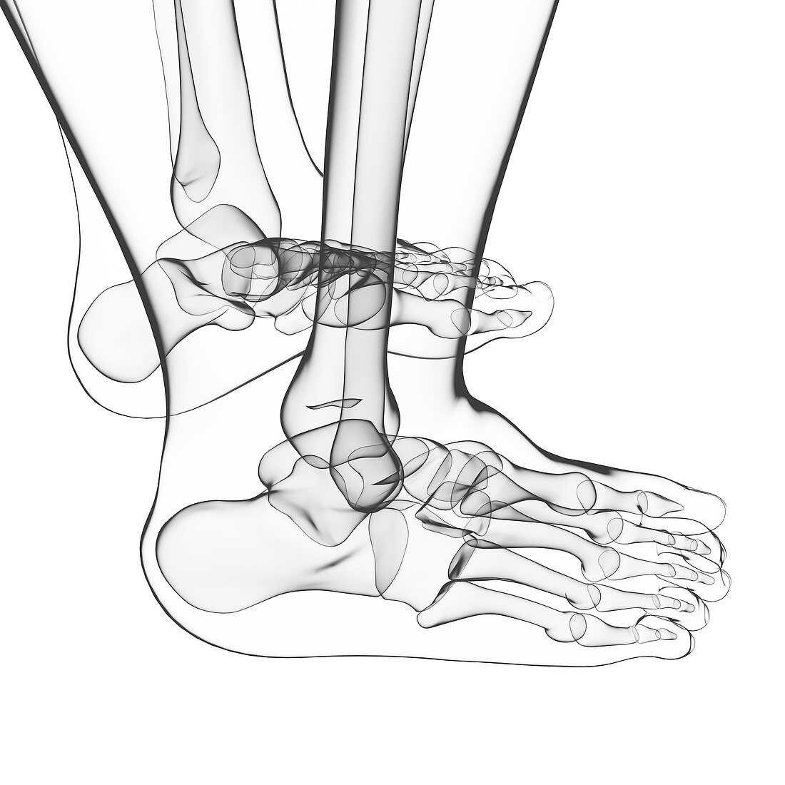 Human foot bones,artwork