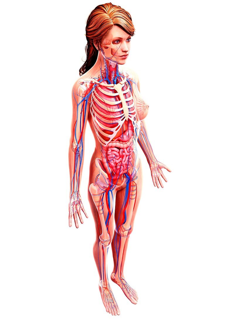 Female anatomy,artwork