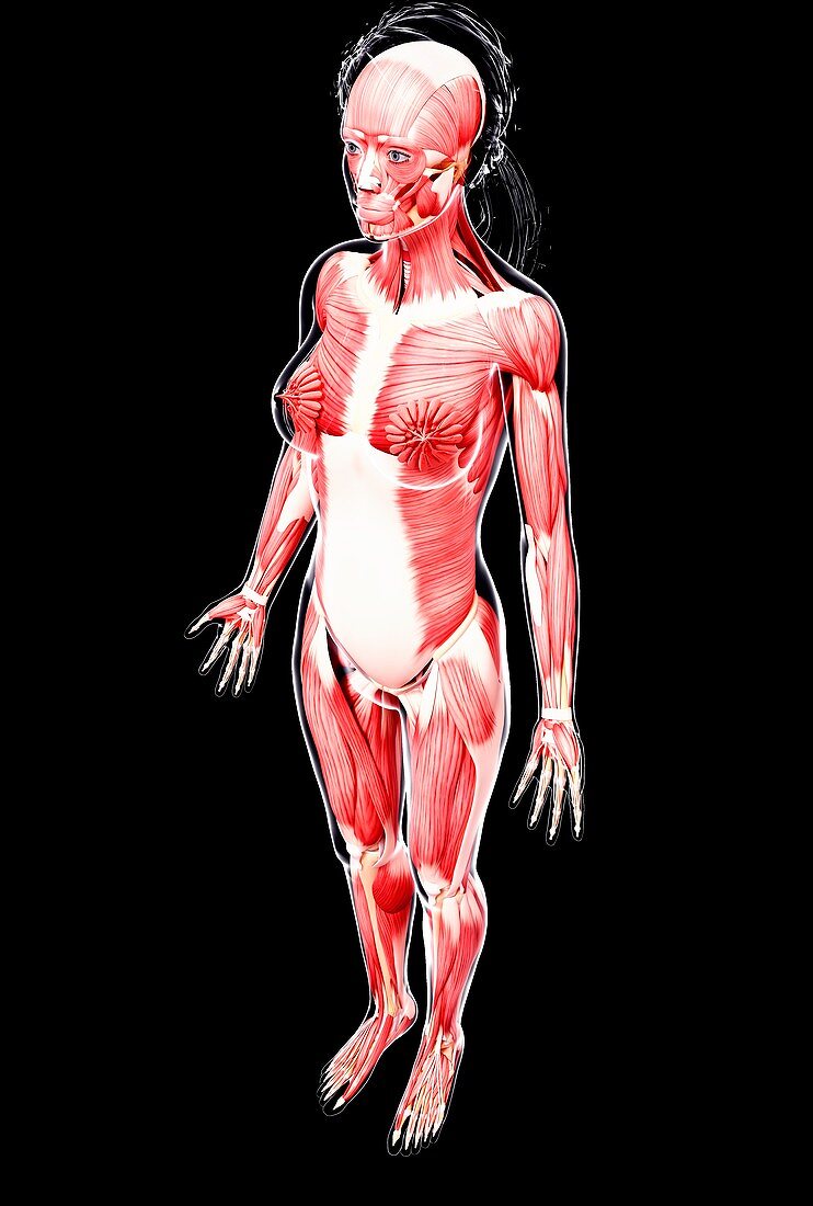 Female musculature,artwork