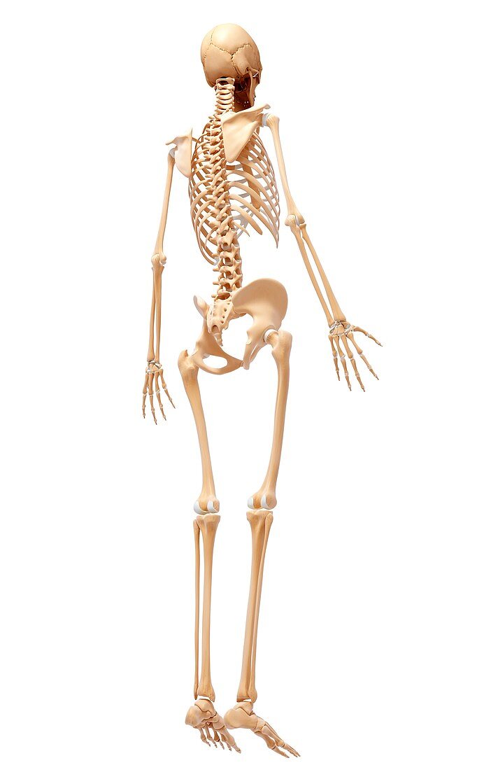 Human skeleton,artwork