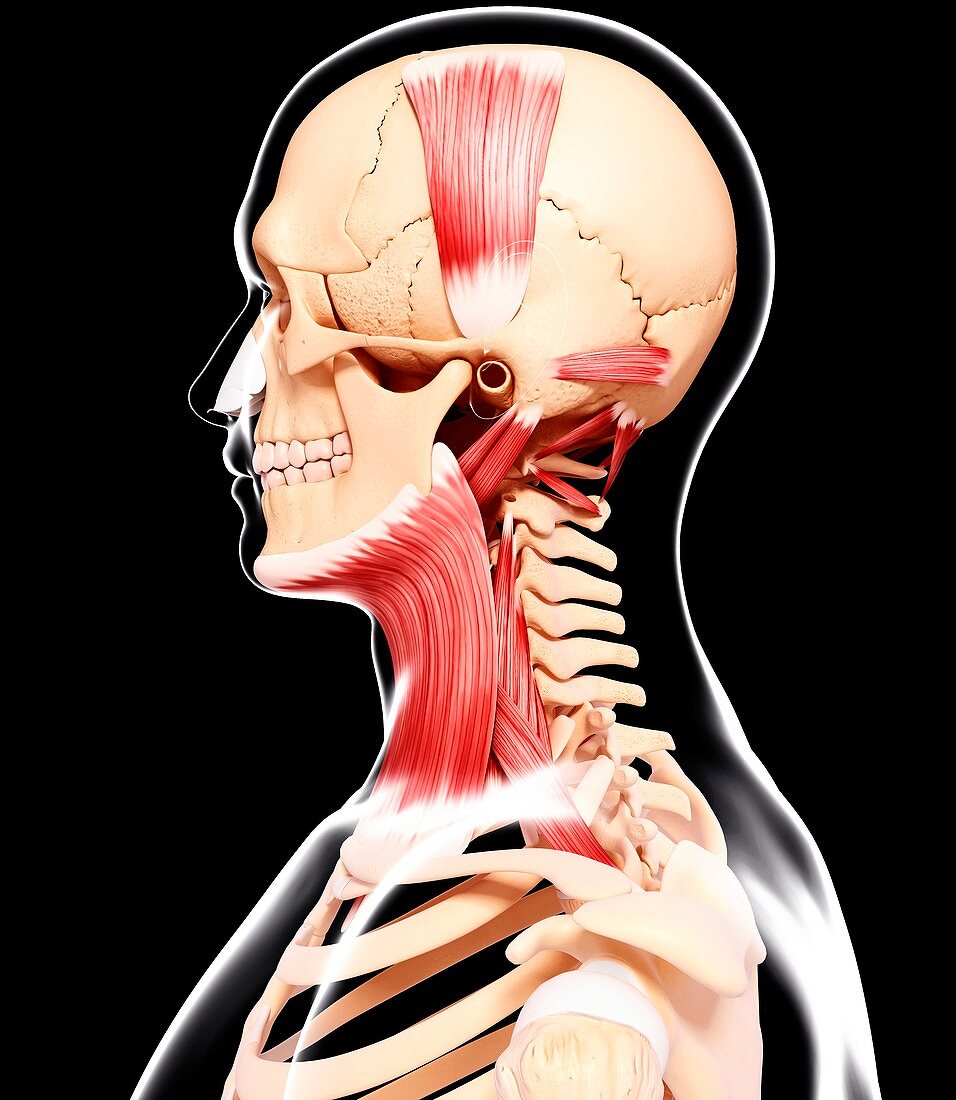 Human head musculature,artwork