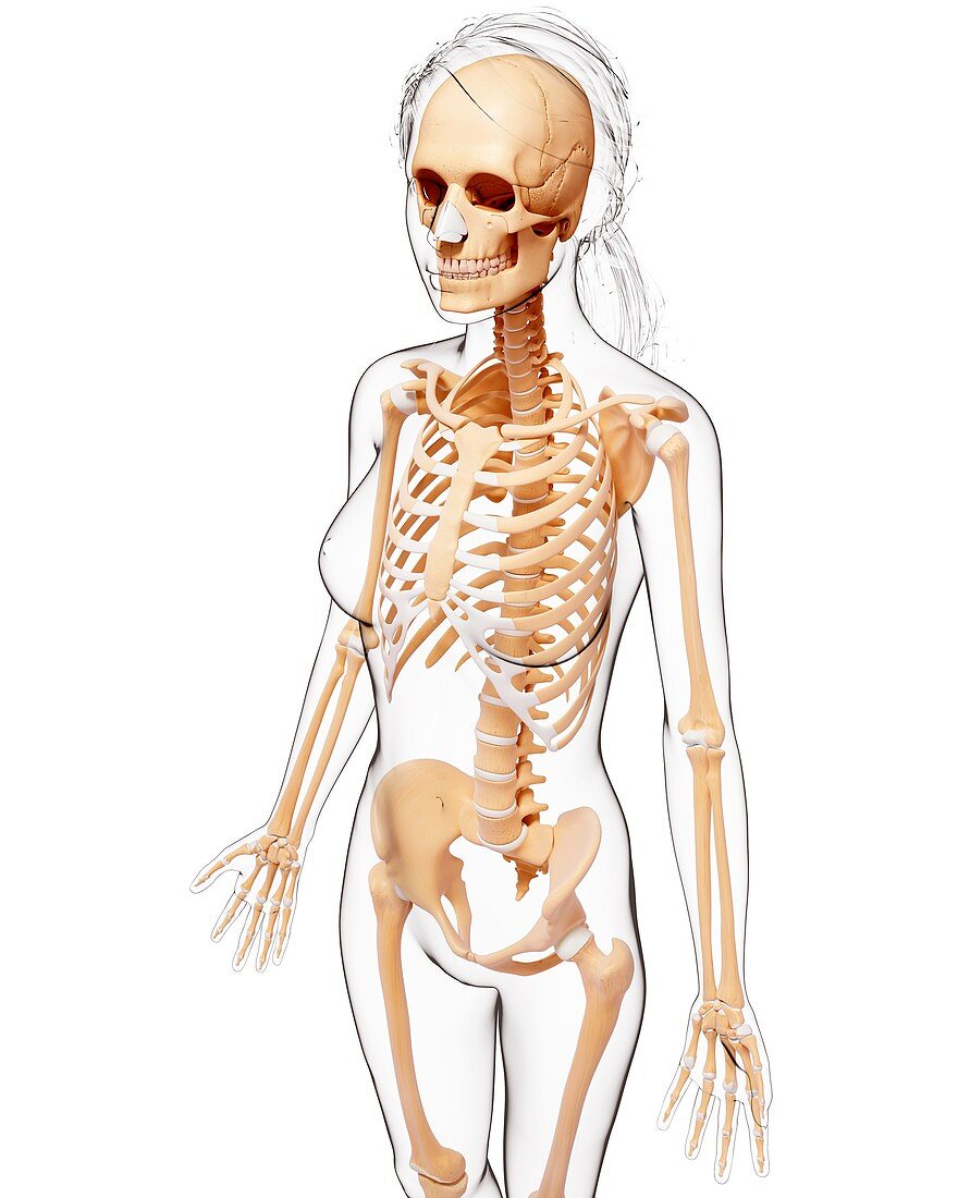 Female skeleton,artwork