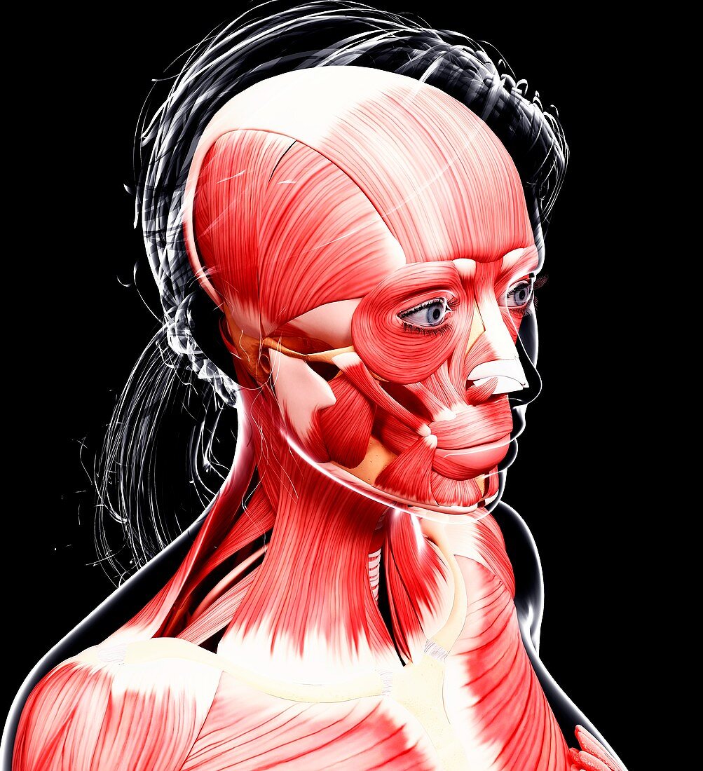 Female head musculature,artwork