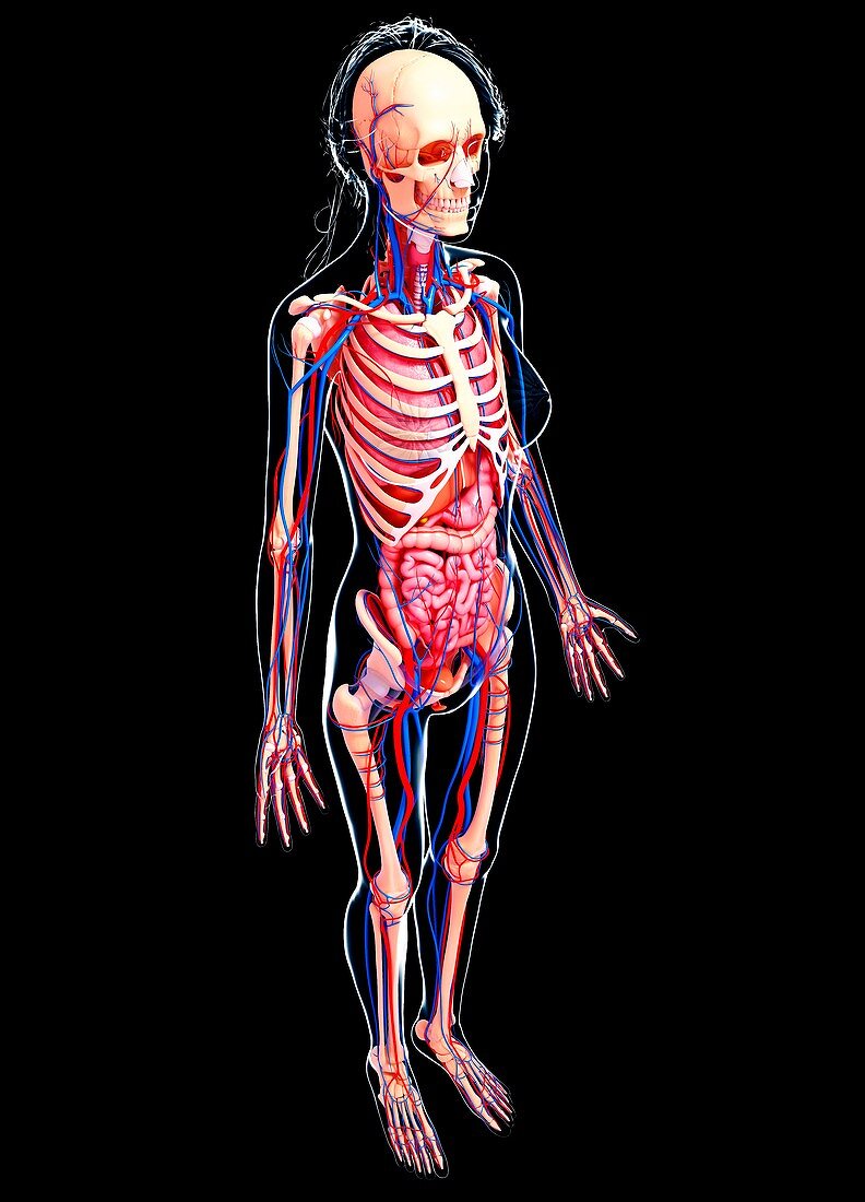 Female anatomy,artwork