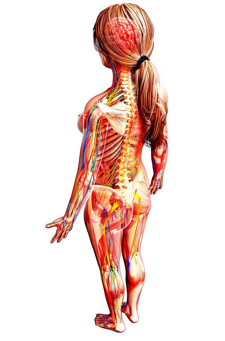 Female anatomy,artwork