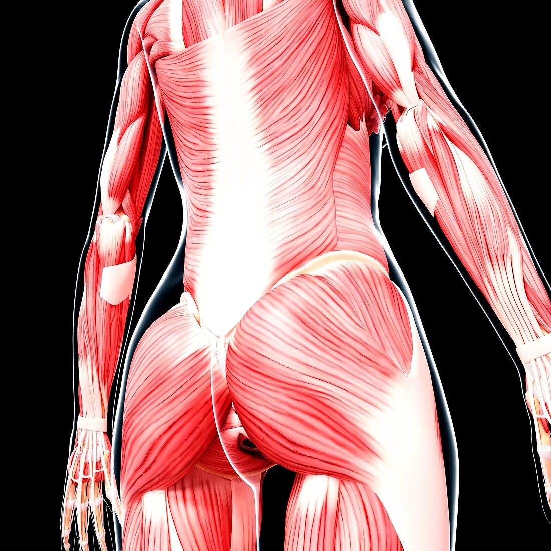 Human musculature,artwork