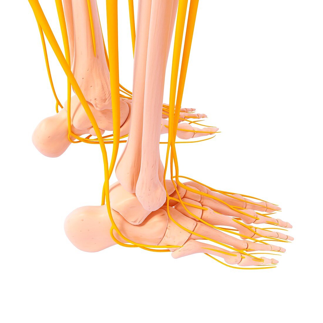 Human foot nervous system,artwork