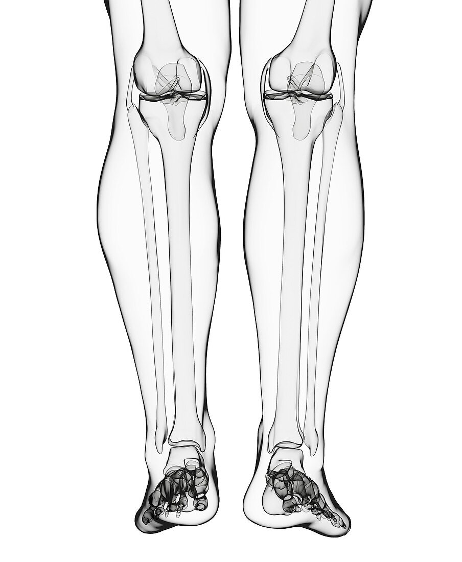 Human leg bones,artwork