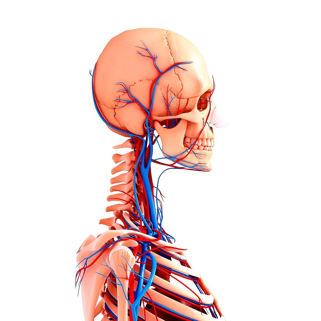 Human cardiovascular system,artwork