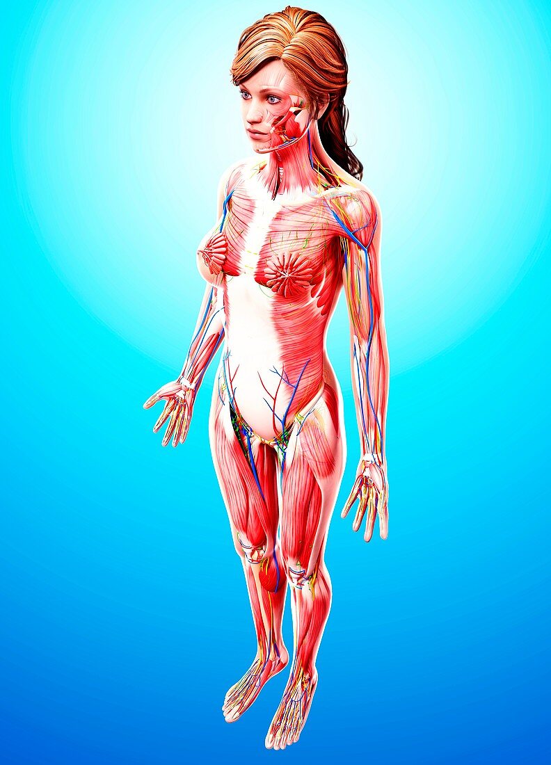 Female anatomy,artwork