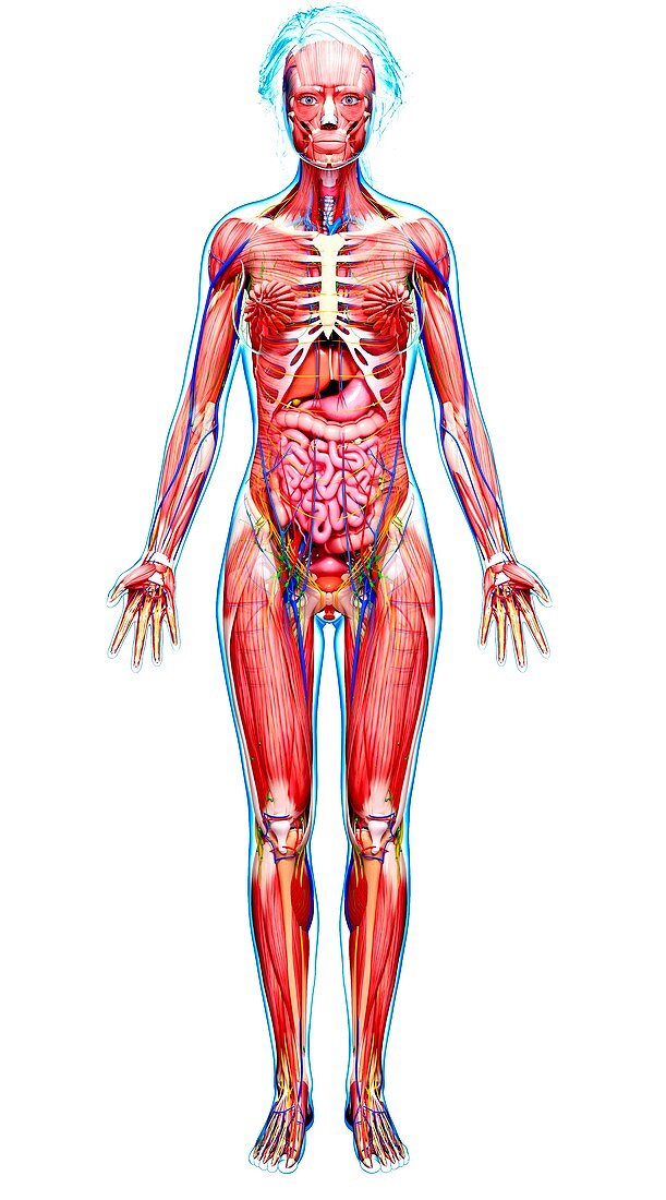 Female anatomy,artwork