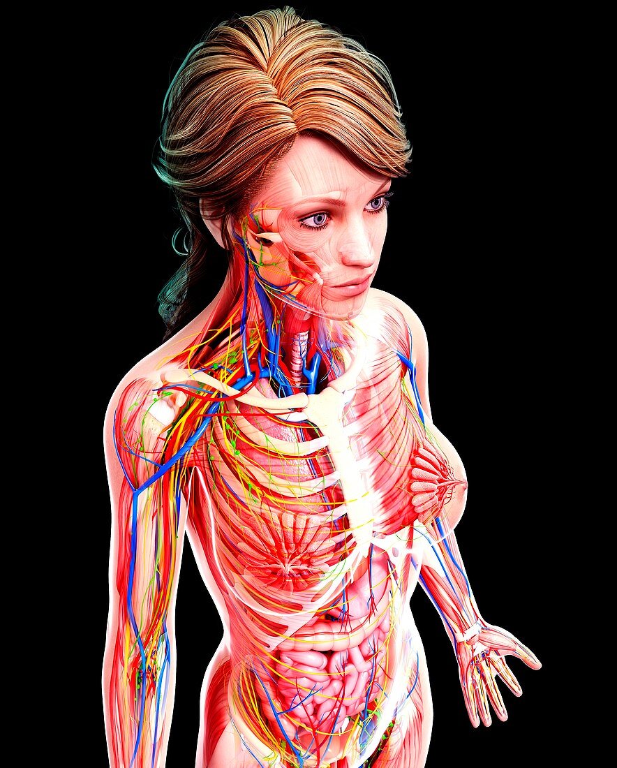 Female anatomy,artwork