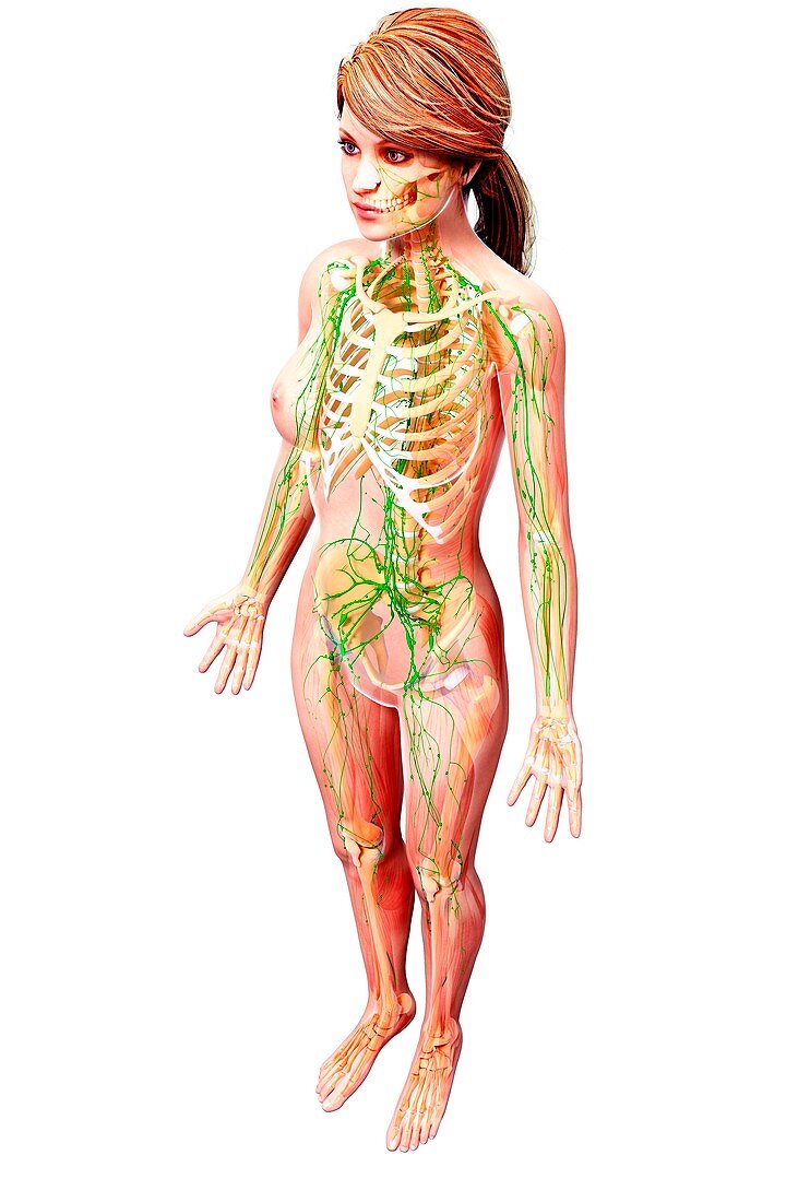 Female lymphatic system,artwork