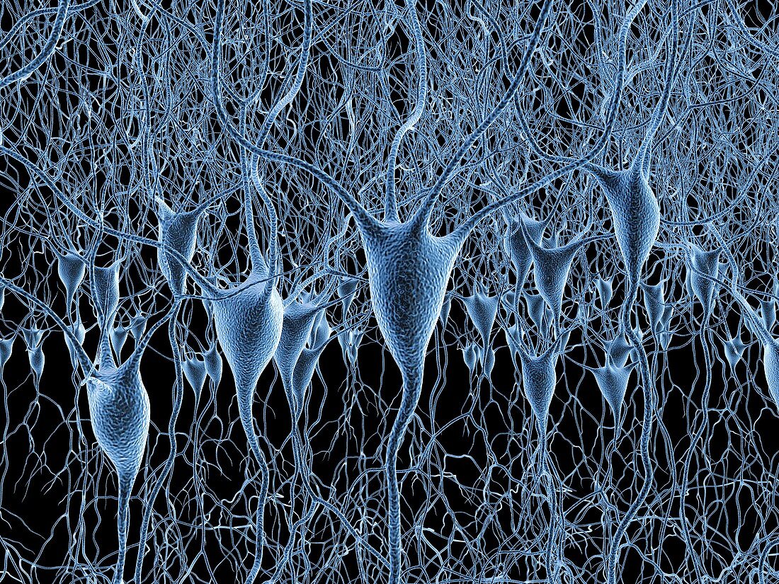 Nerve cells,artwork