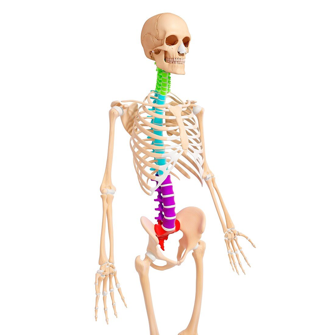 Human skeleton,artwork