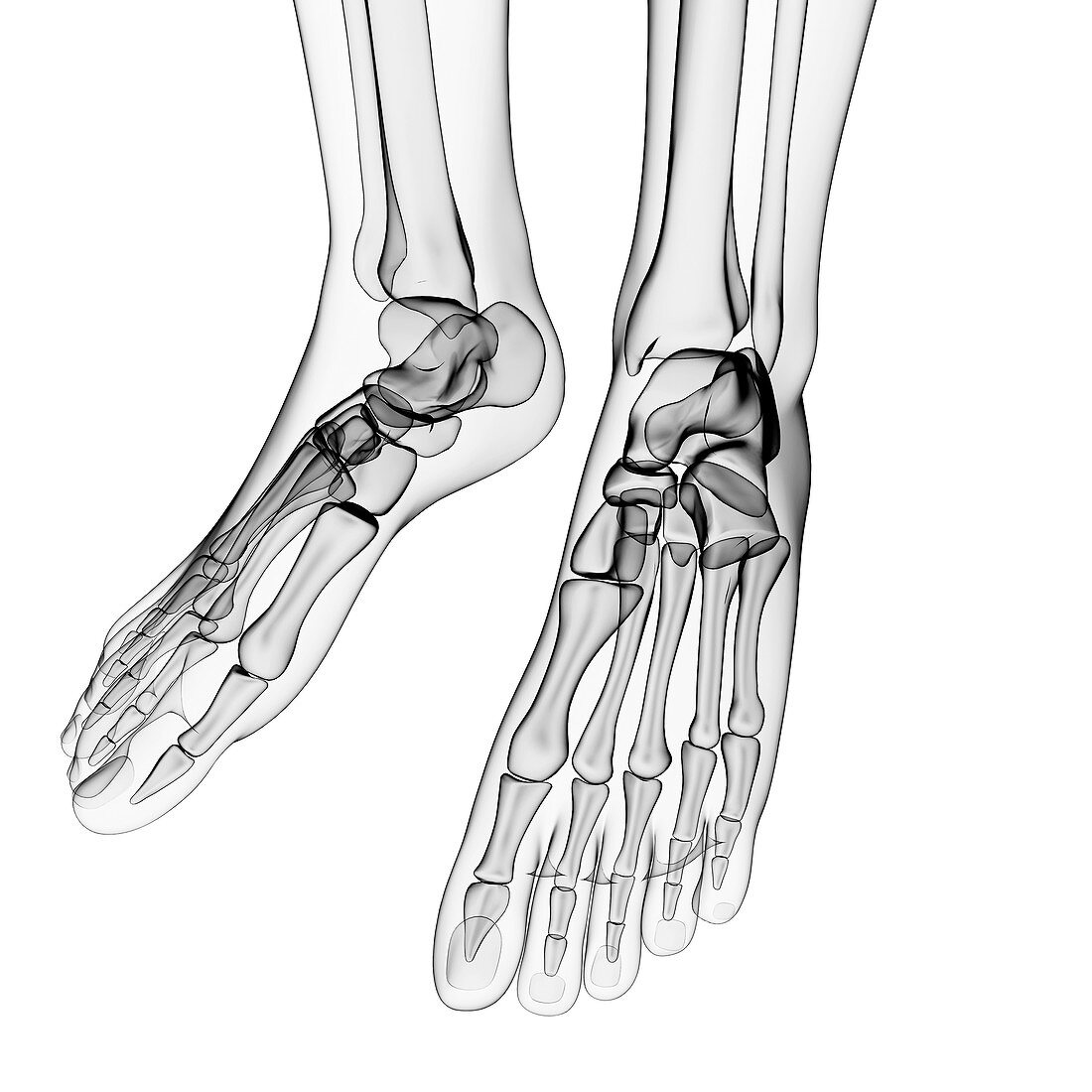 Human foot bones,artwork