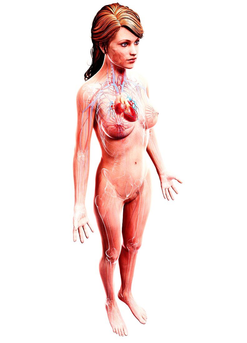 Female cardiovascular system,artwork