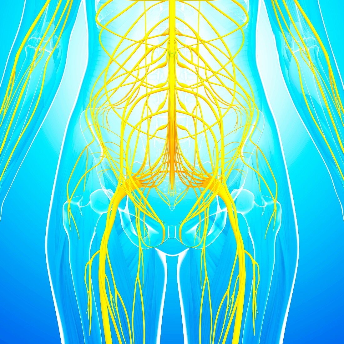 Human nervous system,artwork