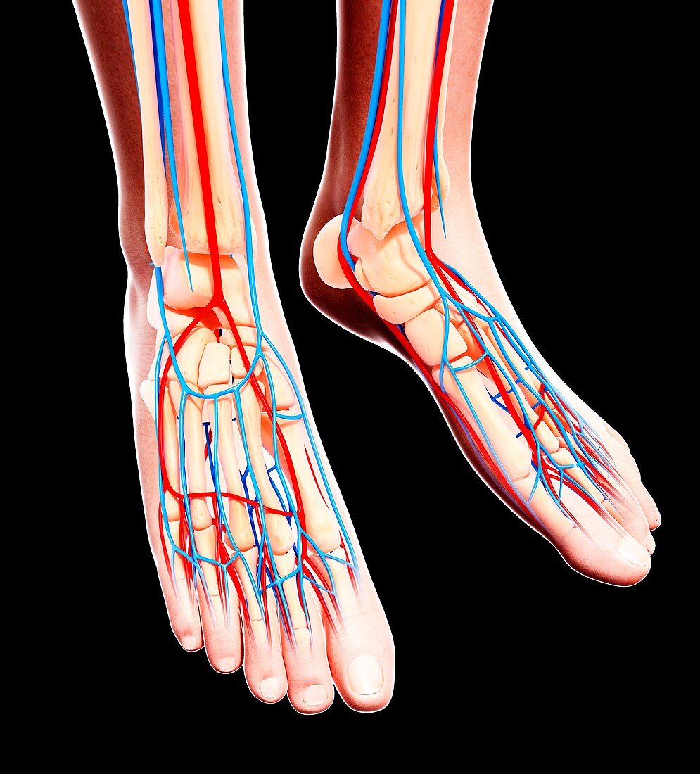 Human foot cardiovascular system,artwork