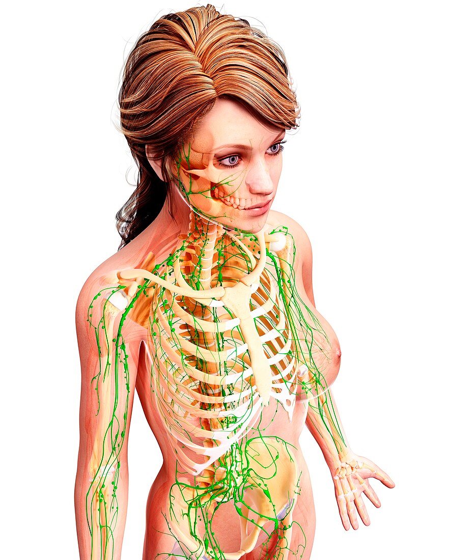 Female lymphatic system,artwork