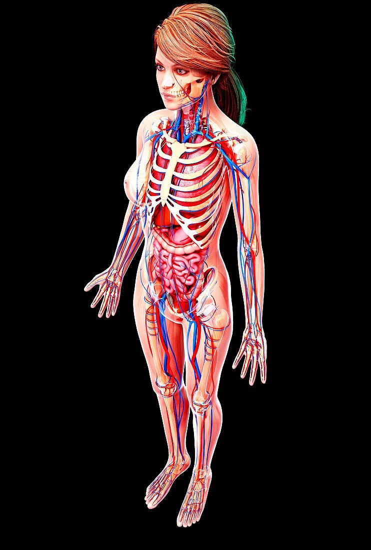 Female anatomy,artwork