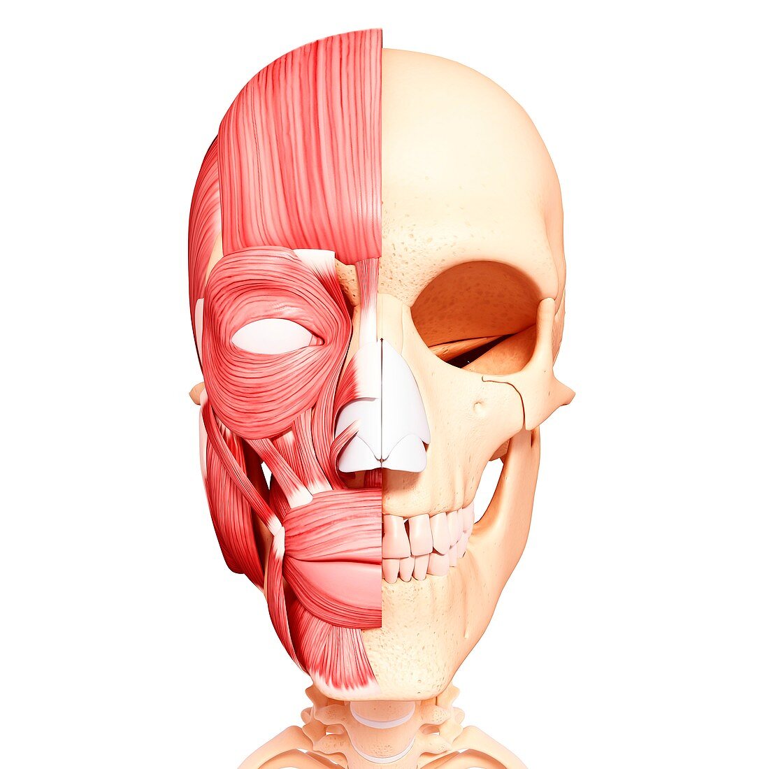 Human head musculature,artwork
