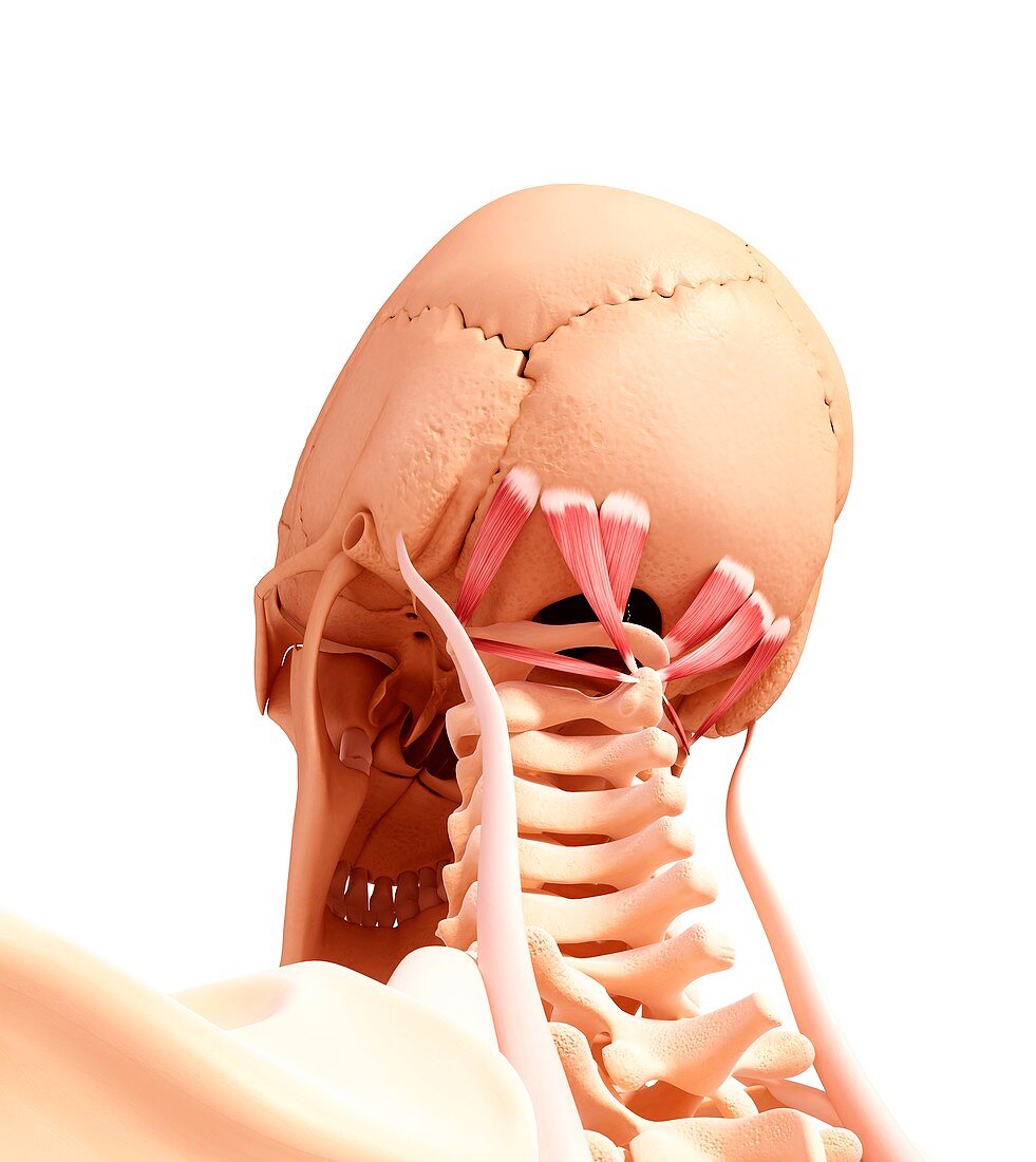 Human neck musculature,artwork