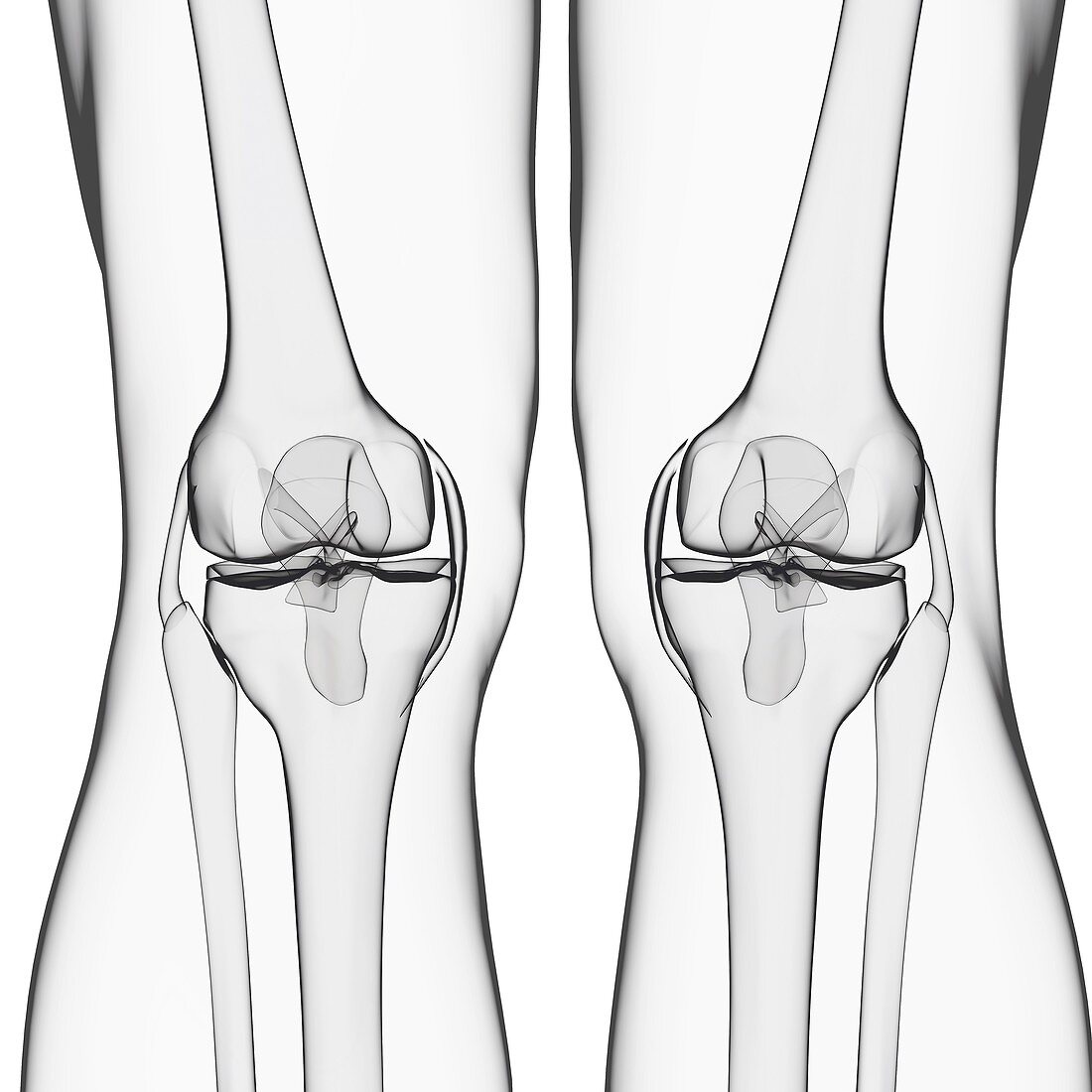 Human leg bones,artwork