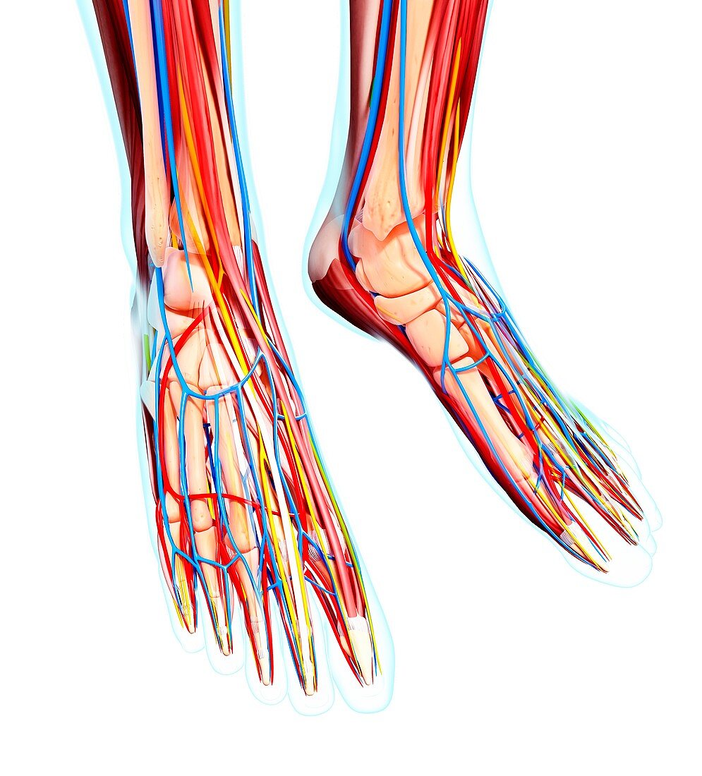 Human foot anatomy,artwork