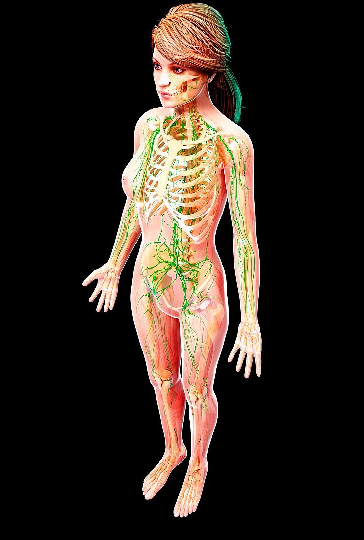 Female lymphatic system,artwork