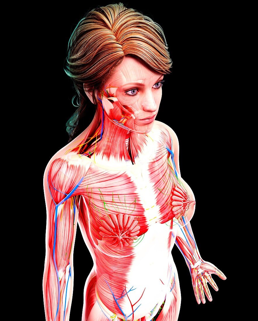 Female anatomy,artwork