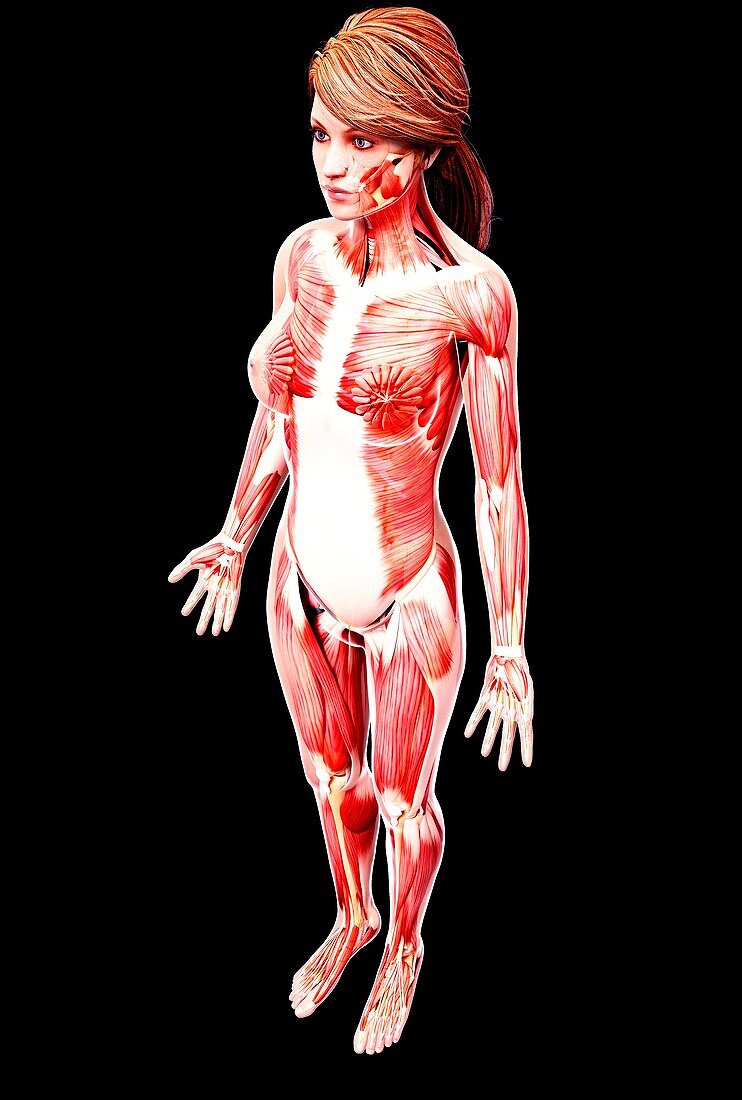 Female musculature,artwork