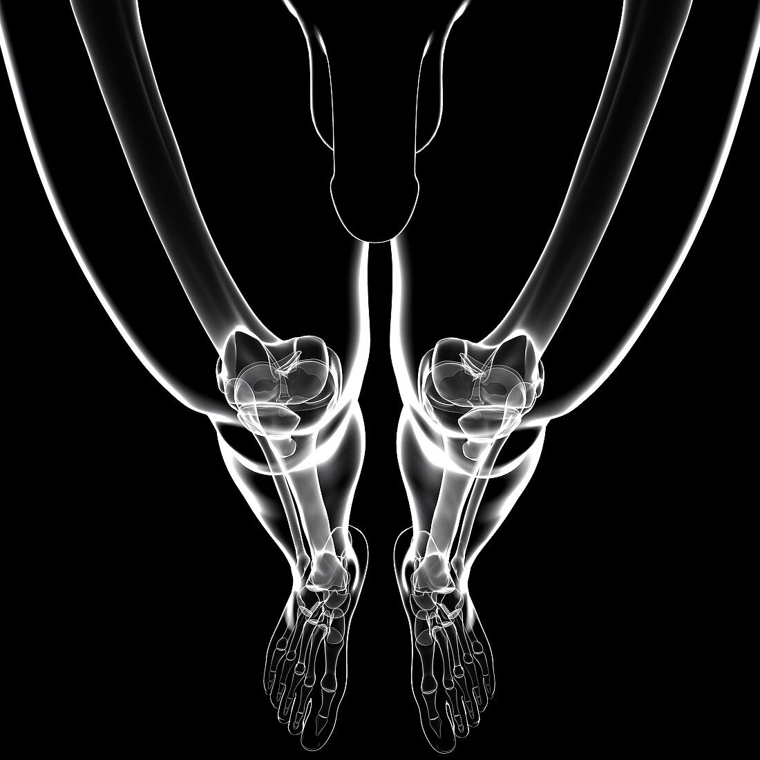 Human leg bones,artwork