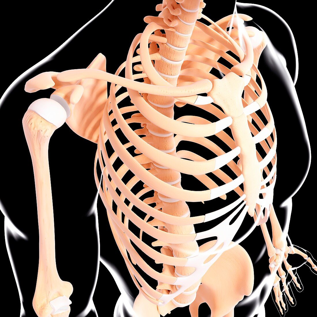 Human skeleton,artwork