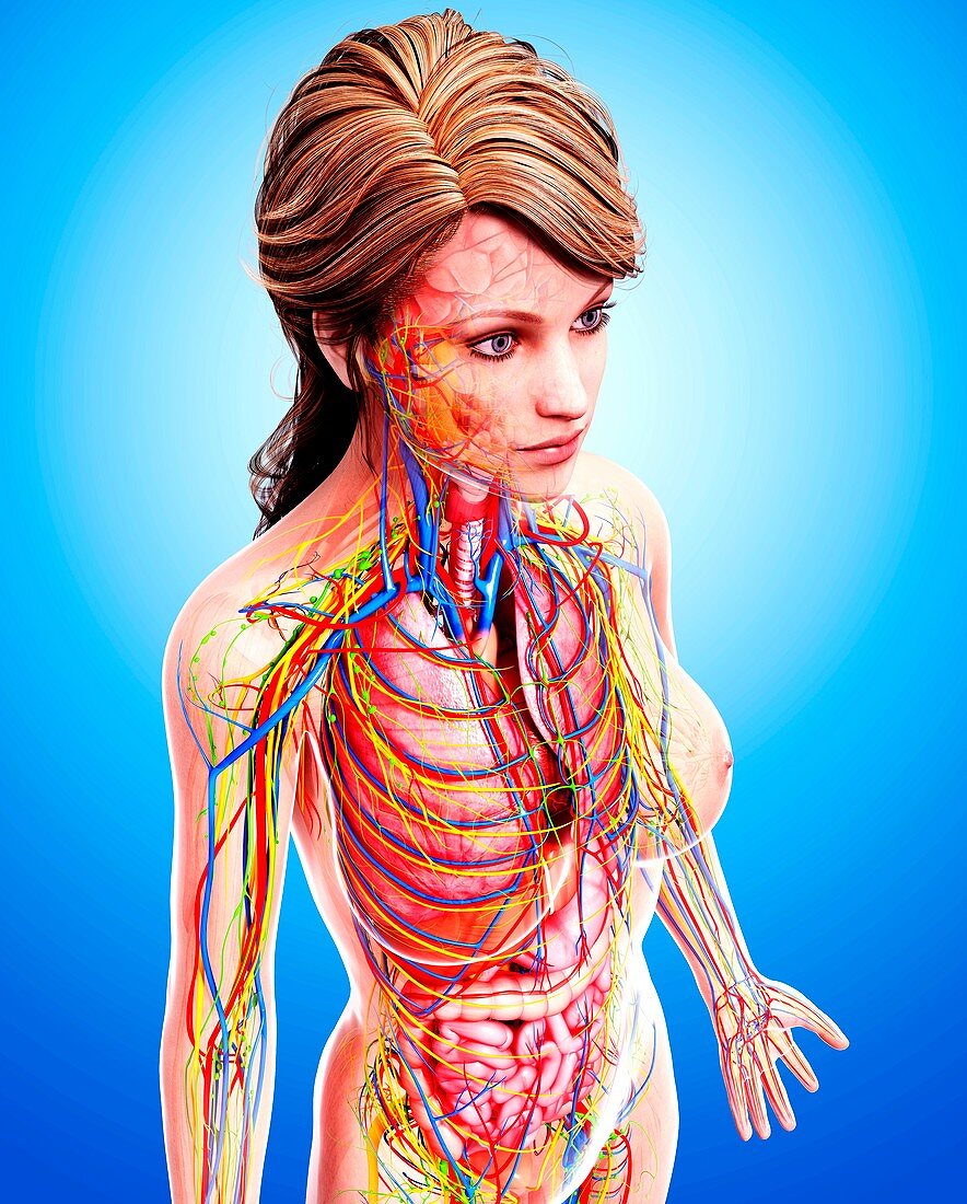 Female anatomy,artwork