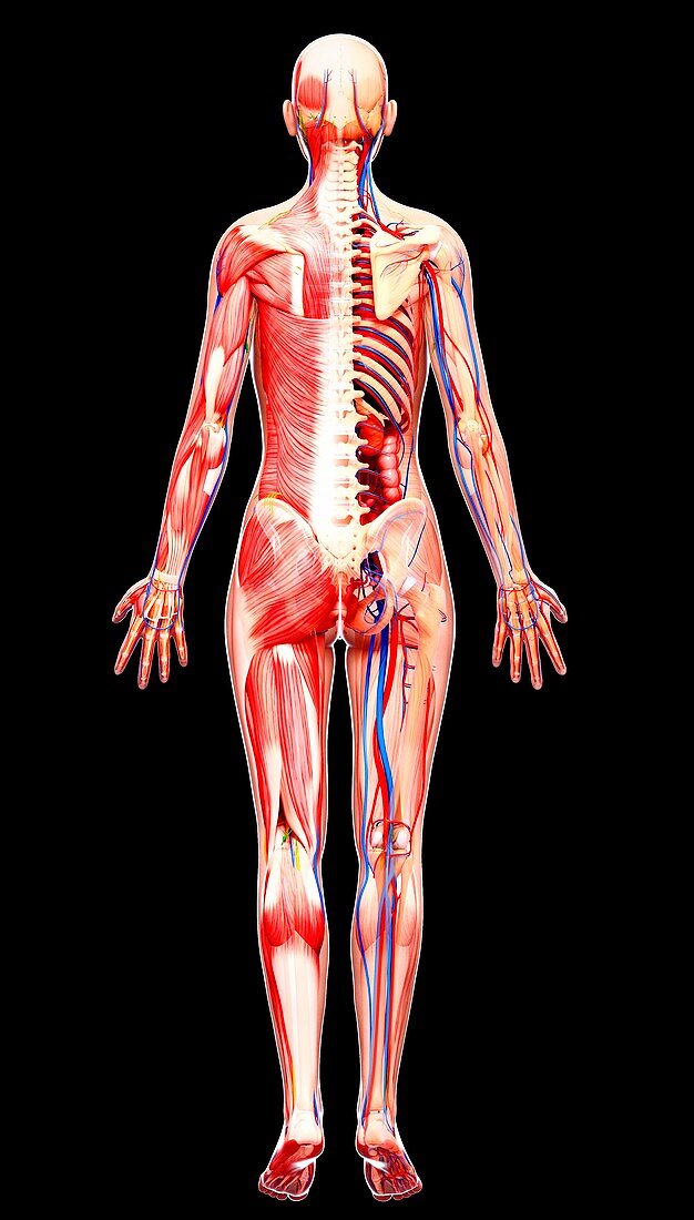 Female anatomy,artwork