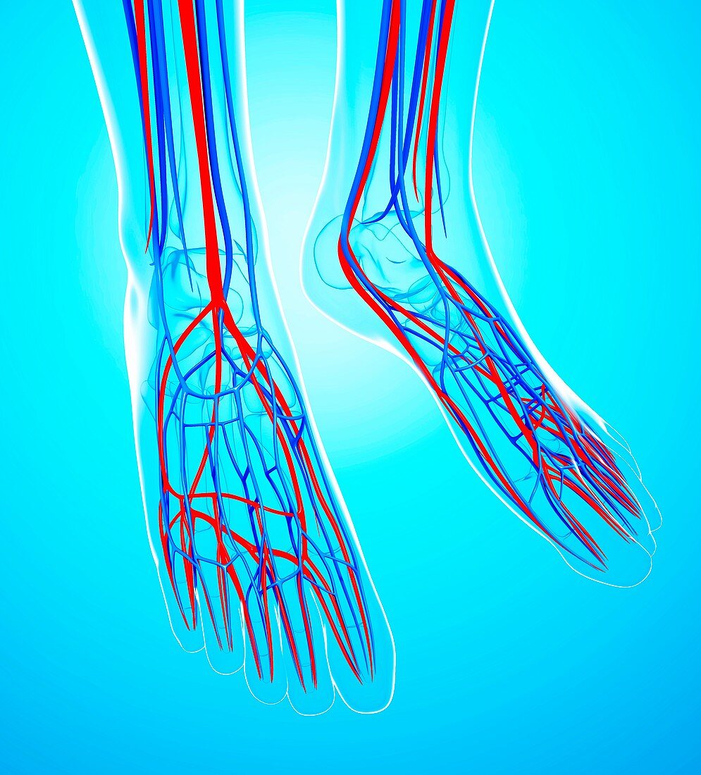 Human foot cardiovascular system,artwork