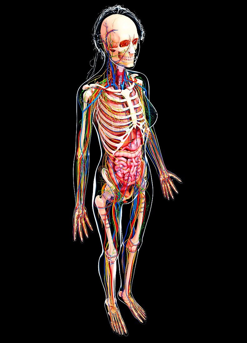 Female anatomy,artwork